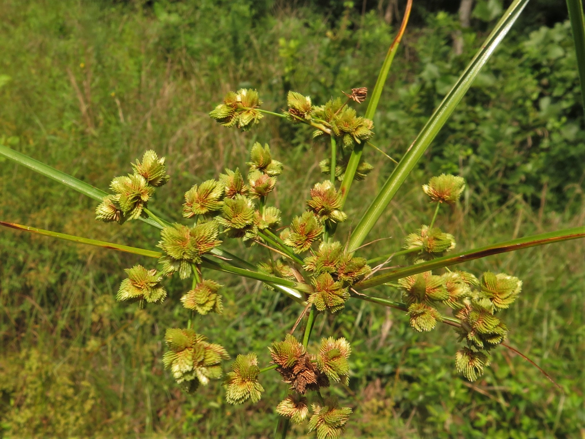 Cyperus pseudovegetus