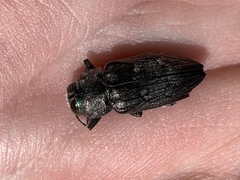 Chrysobothris merkelii