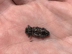 Chrysobothris merkelii