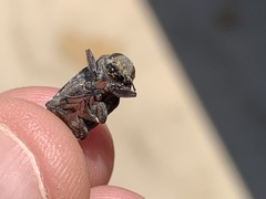 Chrysobothris merkelii