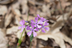 Phlox divaricata divaricata