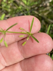 Clinopodium arkansanum