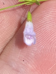 Clinopodium arkansanum
