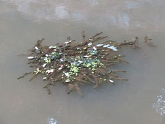 Hydrocharitaceae