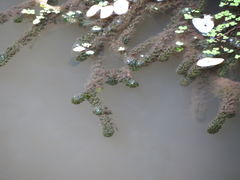 Hydrocharitaceae