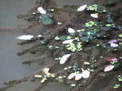 Hydrocharitaceae