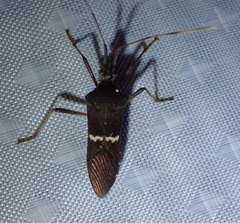 Leptoglossus concolor