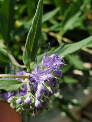 Caryopteris × clandonensis