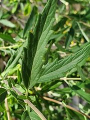 Caryopteris × clandonensis