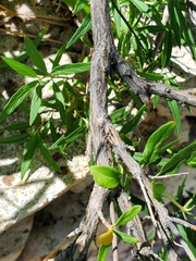 Caryopteris × clandonensis