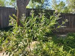 Caryopteris × clandonensis