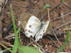 Colotis antevippe antevippe