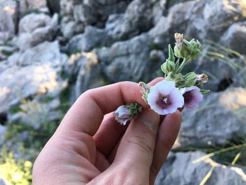 Bijeli sljez (Althaea officinalis)