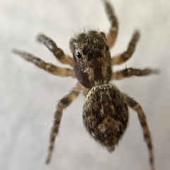 Mexigonus morosus