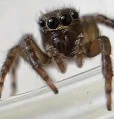 Mexigonus morosus