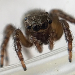 Mexigonus morosus