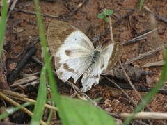Colotis antevippe antevippe