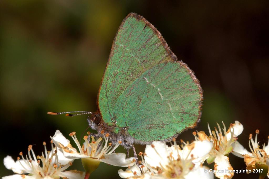 Chapman´s Green Hairstreak