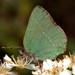 Chapman's Green Hairstreak - Photo (c) Carlos Franquinho, some rights reserved (CC BY-SA), uploaded by Carlos Franquinho