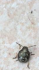 Holcostethus albipes