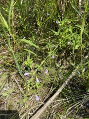 Clinopodium arkansanum
