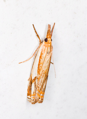 Crambus agitatellus
