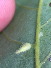 Caryomyia procumbens