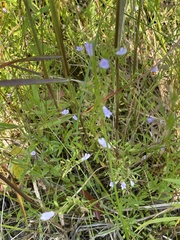 Clinopodium arkansanum
