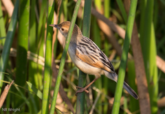 Cisticola marginatus