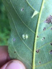 Caryomyia procumbens