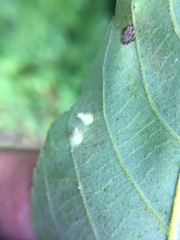 Caryomyia procumbens