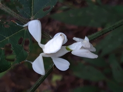 Hymenopus coronatus