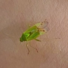 Closterotomus norwegicus