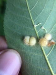 Caryomyia antennata