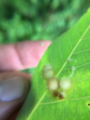 Caryomyia antennata