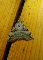 Aplocera praeformata