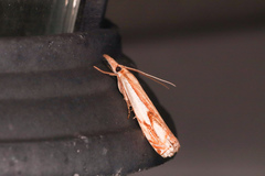 Crambus agitatellus