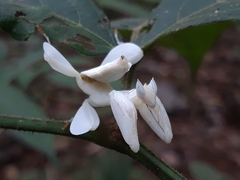 Hymenopus coronatus