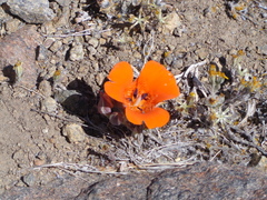 Calochortus kennedyi