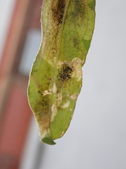 Phytomyza medicaginis