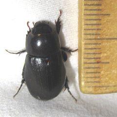 Dyscinetus