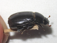 Dyscinetus