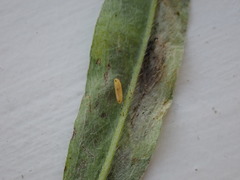 Phytomyza medicaginis