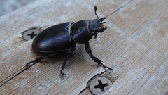 Lucanus cervus