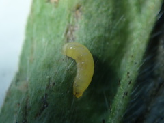 Phytomyza medicaginis