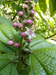 Miconia tococa