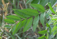 Glycyrrhiza lepidota