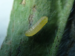 Phytomyza medicaginis