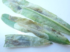 Phytomyza medicaginis