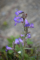 Penstemon gormanii